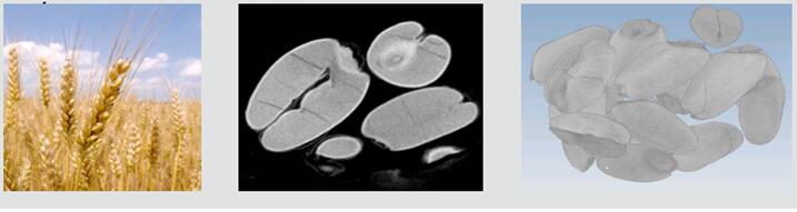 種子CT成像圖片.jpg